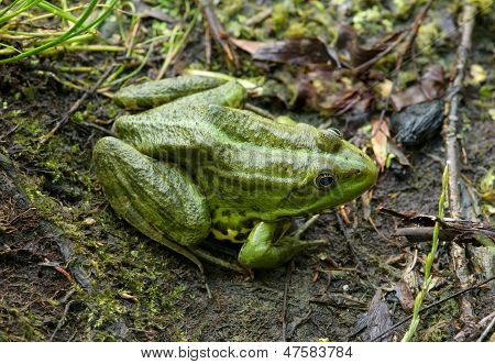 Frog On The Algae In The Pond