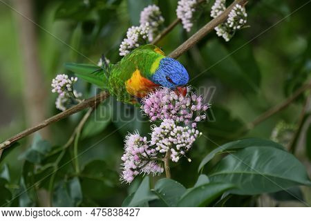 An Australian Adult Rainbow Lorikeet -trichoglossus Moluccanus- Bird Perched, Stretched Out On A Bra