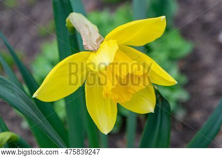 Beautiful Colorful Narcissus Or Daffodil Close Up Evening Light. Narcissus Is A Genus Of Predominant
