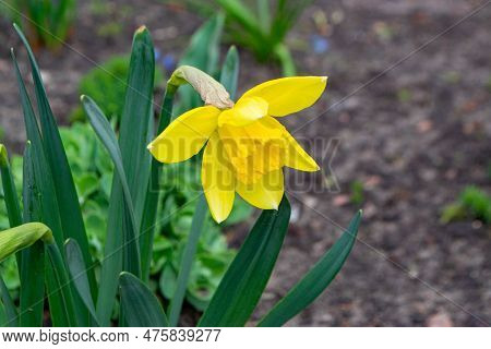 Beautiful Colorful Narcissus Or Daffodil Close Up Evening Light. Narcissus Is A Genus Of Predominant