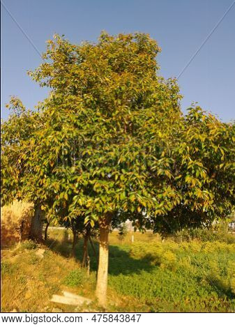 Jambul Tree In Beautiful Land In Pakistan