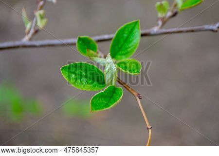 A Tree Branch With Green Leaves And The Word Maple On It. High Quality Photo