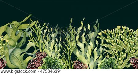 Seamless Board Of Green Sea Plants Watercolor Illustration Isolated On Black. Laminaria, Sea Salad, 