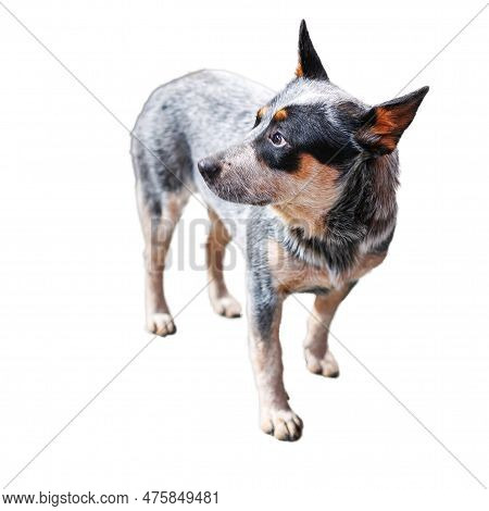 Swedish Dog Vallhund Isolated On White Background Close Up