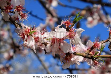 Floraison est Vernal.