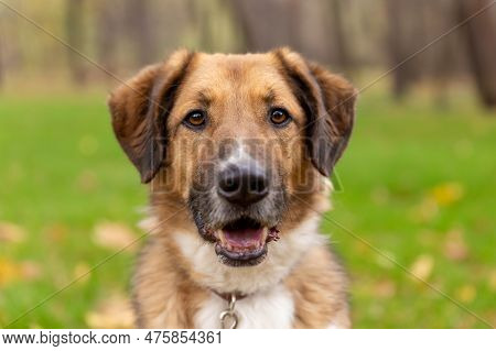 The Dog Phenotype Of The German Shepherd Breed Is Sitting On The Grass In A Collar And Leash, A Blac