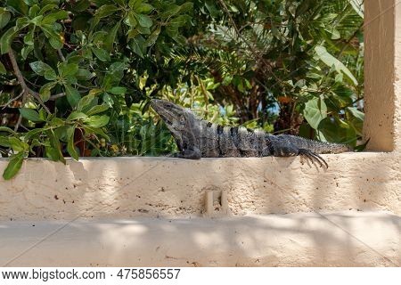 Mexican Iguana On Concrete Wall. Black Spiny-tailed Iguana. Wildlife On Holbox Mexico