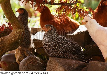 Free Range Backyard Chicken Speckledy, Blue Emerald And Columbiam Blacktail Breeds In The Garden Und