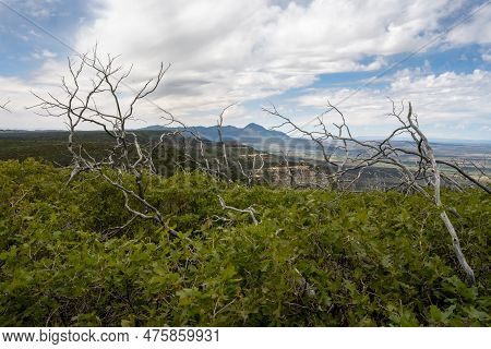 Tree Branches Above The Shrubs Along The Mesa In Mesa Verde National Park