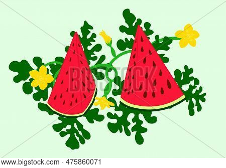 Triangular Watermelon And Juicy Slices, Green Leaves And Yellow Watermelon Flower Vector Illustratio
