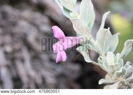 Evergreen Shrub Texas Ranger Or Wild Lilac (leucophyllum Frutescens) Close-up, Egypt, Sharm El Sheik