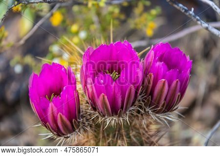 The Purple Blooms Of The Hedgehog Cactus (echinocereus Triglochidiatus), Or Claretcup Cactus Of Ariz