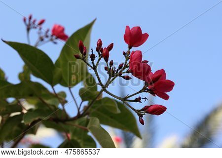 Flowers Of Flowering Plant Spicy Jatropha Or Peregrina (jatropha Integerrima) Close-up, Egypt, Sharm