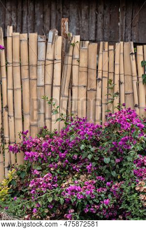Purple Paperflowers Against A Bamboo Fence Line. Taken In Kenya, Africa