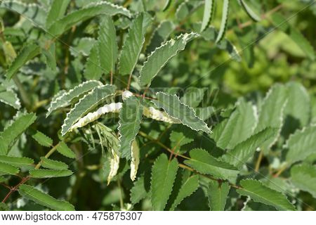 Great Burnet Shiro-fukurin Leaves In The Spring
