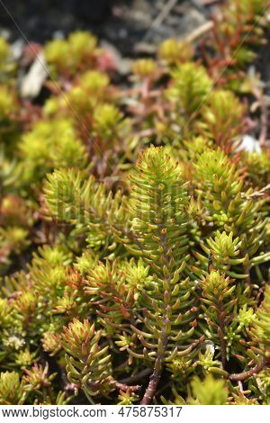 Rock Stonecrop Angelina Leaves In The Garden