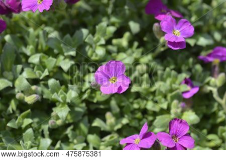Aubrietia Audry Red Flowers In The Garden