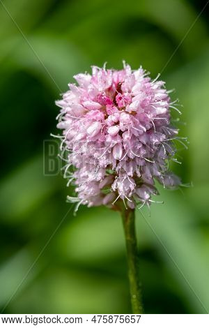 Bistort (bistorta Officinalis) Flower