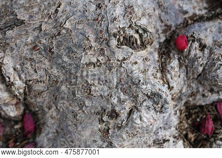 Trunk Or Bole Of Flowering Plant Spicy Jatropha Or Peregrina (jatropha Integerrima) Close-up, Egypt,