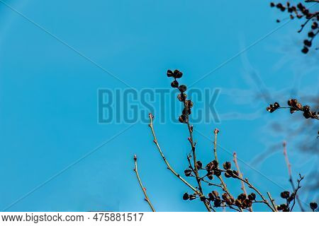 Seeds Of Exochorda Korolkowii In Spring Against A Blue Sky. Exochorda Albertii Is A Shrub Rose Nativ
