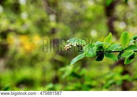 Young Green Leaves And Flower Buds Of Exochorda Korolkowii In Spring. Exochorda Albertii Is A Shrub