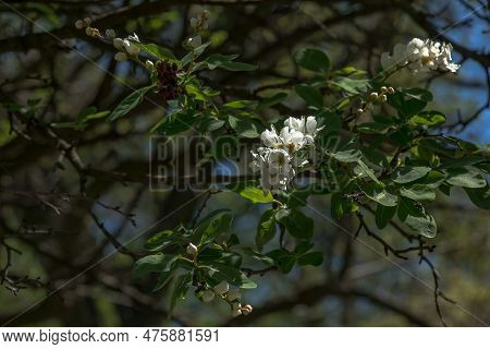 Flowering Branch Of Exochorda Korolkowii In Spring. Exochorda Albertii Is A Shrub Rose Native To Asi