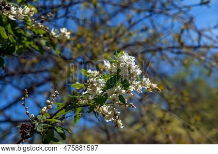 Flowering Branch Of Exochorda Korolkowii In Spring. Exochorda Albertii Is A Shrub Rose Native To Asi