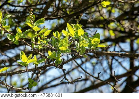 Young Green Leaves Of Exochorda Korolkowii In Spring. Exochorda Albertii Is A Shrub Rose Native To A