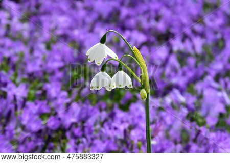 Summer Snowflake Or Loddon Lily (lat.- Leucojum Aestivum) On A Flower Background