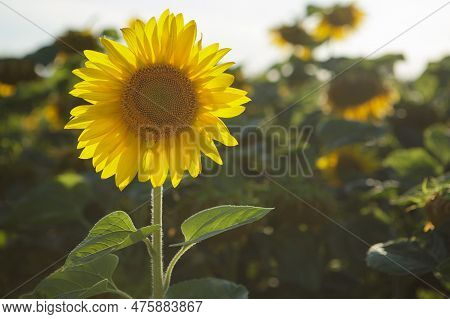 Close-up Of Sunflower On Sunflower Field. Reakfoto