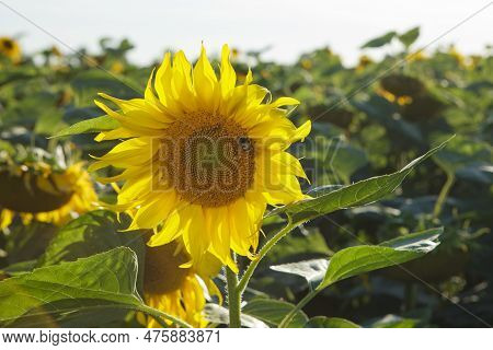 Close-up Of Sunflower On Sunflower Field. Rela Forto