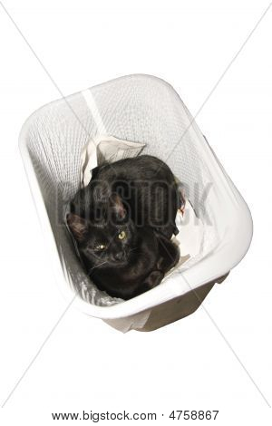 Gato de lixo
