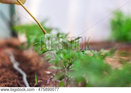 Farmer Spraying Vegetable Green Plants In The Garden With Herbicides, Pesticides Or Insecticides.