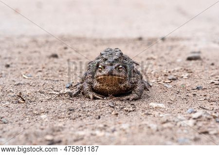 Couple Of Common Toads In Amplexus On The Sandy Shore Of A Pond