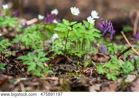 Common Toad Hides In The Forest Floor Among The First Spring Flowers