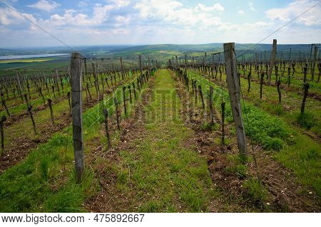 Vineyards - Palava Region. South Moravia, Czech Republic.