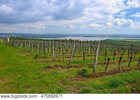 Vineyards - Palava Region. South Moravia, Czech Republic.