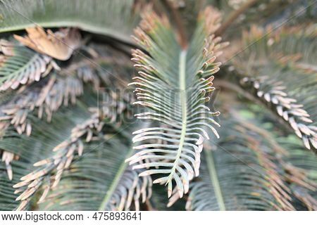 Japanese Sago Palm Or King Sago, Sago Palm, Sago Cycad (cycas Revoluta) Leaves Close-up, Egypt, Shar