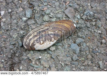 An Old Shell Of Unio Pictorum Lies On A Background Of Asphalt Close-up.