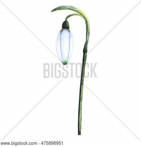 Watercolor Snowdrop. Botanical Illustration Of Flower. Watercolor Illustration Of Plant On A White B