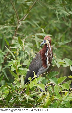 Close Up Of A Tiger Heron (tigrisoma Lineatum) Perched In A Tree, Pantanal, Brazil.