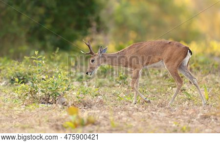 Close Up Of A Pampas Deer Grazing At Sunset, Pantanal, Brazil.