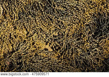 Neptune Necklace Or Hormosira Banksil Also Named Sea Grapes Or Bubble Weed.  Species Of Seaweed Nati