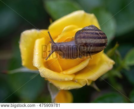 Garden Snail On 'strike It Rich' Grandiflora Rose