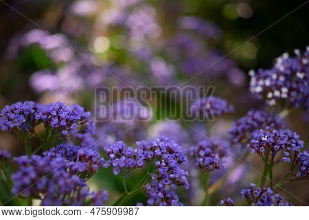 Mostly Blurred Purple Flowers Background. Wavyleaf Sea Lavender