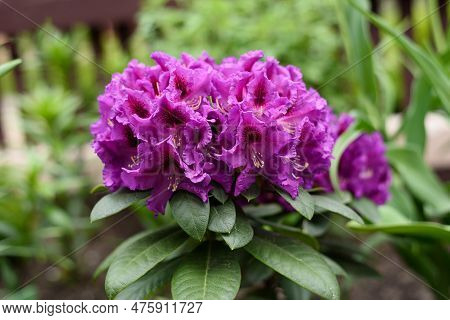 Purple Flowers Of The Rasputin Rhododendron In The Spring In The Garden
