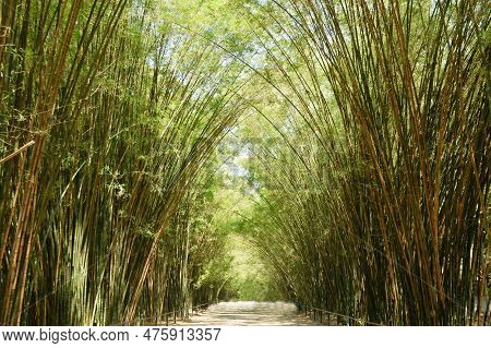 Bamboo Tree Tunnel At Wat Chulabhorn Wanaram Travel Location In Thailand
