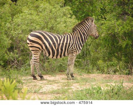 Afrika Zebra