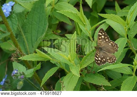 Natural Closeup On A Fresh Emerged Speckled Wood Butterfly, Pararge Aegeria, Sitting With Spread Win