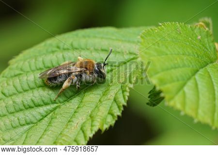 Natural Close-up On A Female Early Mining Bee, Andrena Haemorrhoa Sitting On A Green Leaf